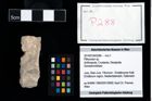 Foto (Objekt + Etikett) von Pithonoton sp.  (NHMW-GEO-2014-0194-0288)